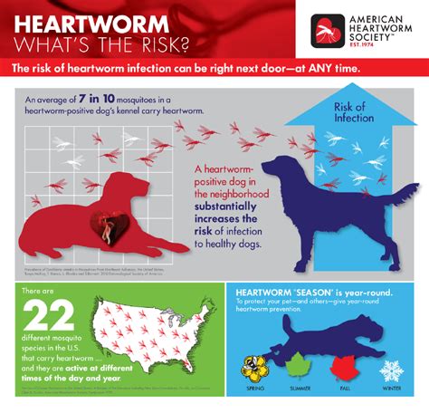 Saving Heartworm Positive Dogs One Day at a Time | Furkids - Georgia’s Largest No Kill Animal ...