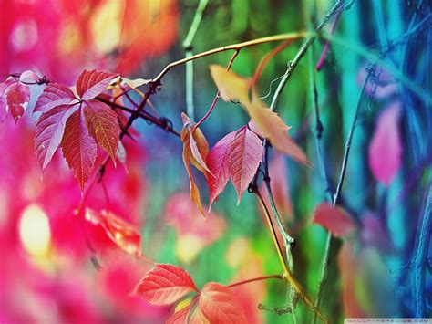 Colorful Leaves wallpaper | 1600x1200 | #70373