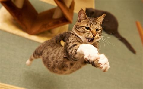 cat, Animals, Jumping Wallpapers HD / Desktop and Mobile Backgrounds