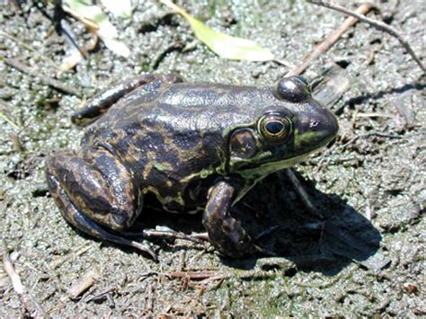 Mink Frog - Rana septentrionalis | Wildlife Journal Junior