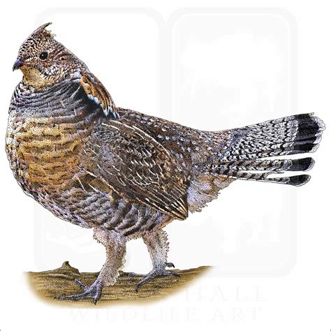 Ruffed Grouse - Signed Fine Art Print