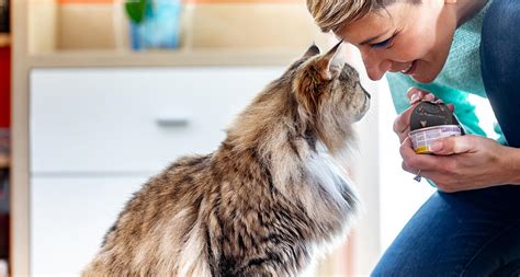 The Best Senior Cat Food: A Guide to Feeding Your Older Cat | BeChewy