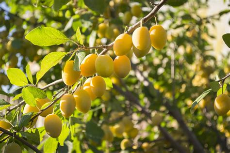 What Is A Yellow Egg Plum – Learn About European Plum ‘Yellow Egg’ Care