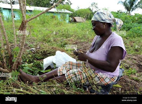 Crakin food production village groundnuts farming agriculture peanuts peanut hi-res stock ...