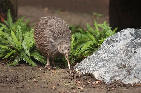 Where Do Kiwi Birds Live? - WorldAtlas