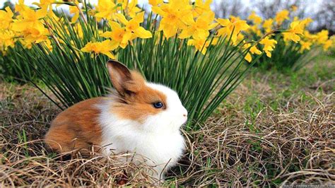 Baby Spring Animals Wallpapers - Wallpaper Cave