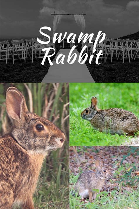 Best 10 Swamp Rabbit Facts, size, swimming, eat | Swamp rabbit, Rabbit facts, Rabbit species