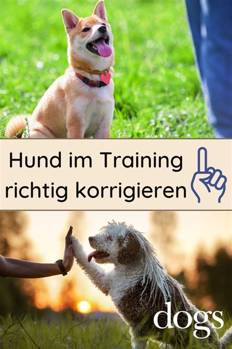 Strafe oder Belohnung? So korrigierst du deinen Hund richtig | Martin Rütter Tipp | Animals ...