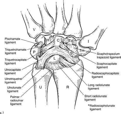 Ulnar Ligament Wrist