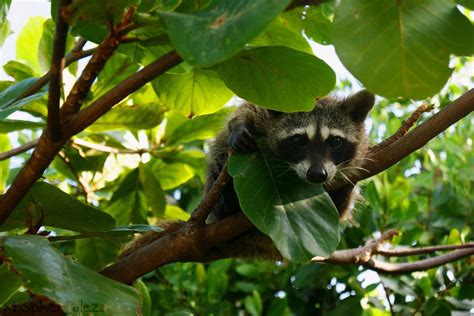 Cozumel Pygmy raccoon (Procyon pygmaeus) | Mapache enano de … | Flickr