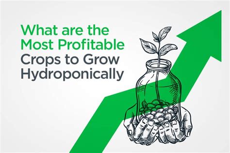 What are the 9 Most Profitable Crops to Grow Hydroponically in 2022 | Growing peppers, Growing ...