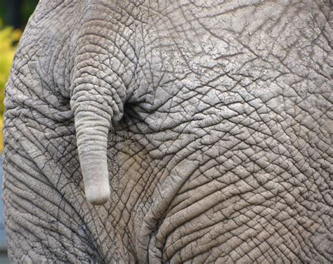 Elephants skin stock image. Image of follow, hole, open - 98772829