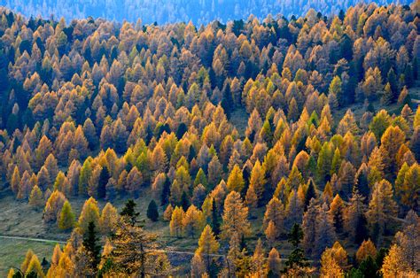 Larch Wallpapers Images Photos Pictures Backgrounds