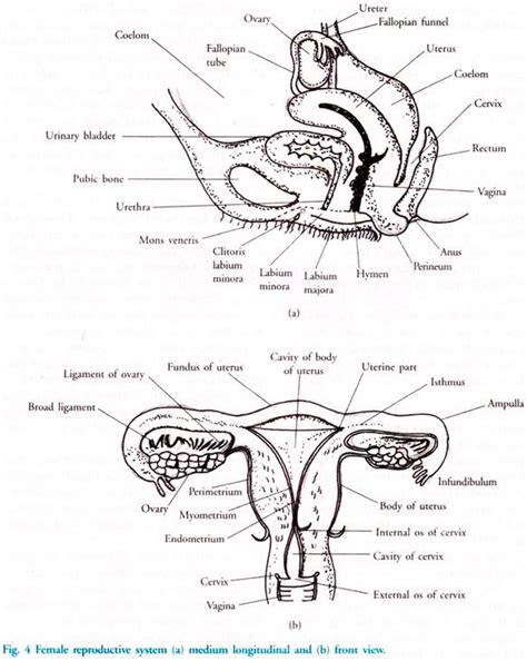 Female Reproductive System Diagram Labeled New Female Reproductive System Of Humans wi… | Female ...