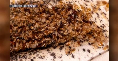 Bed bug infestation sweeps Paris with concerns the pests will spread ...