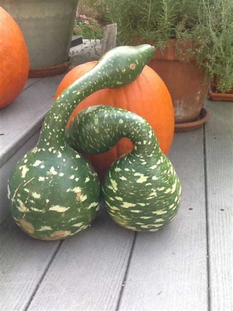 Goose gourds | Gourd art, Crochet flower tutorial, Gourds