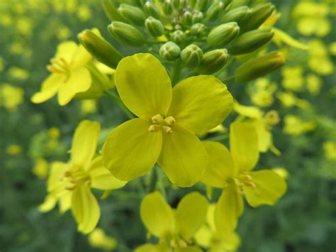 Winter Canola Variety Performance Trials – Field Crop News