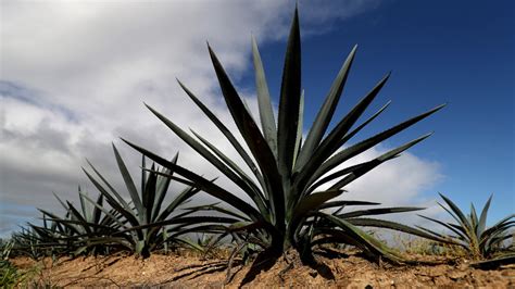 What Is Agave Nectar And Is It More Nutritious Than Honey?