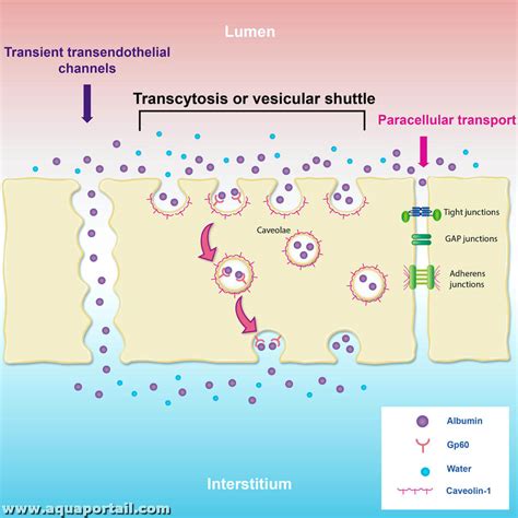 Transcytose : définition et explications