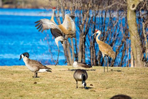 Two Sandhill Cranes in a Mating Dance Stock Photo - Image of gruidae, april: 167309268