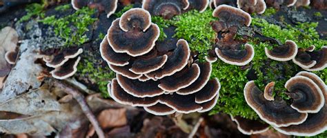 Turkey Tail Mushroom Identification: A Comprehensive Guide - Natures Rise