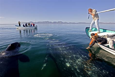 How to Go Whale Watching in Baja California Sur, Mexico