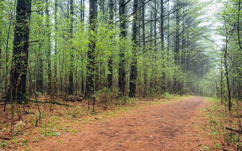 Trail Dirt Road In The Middle Of The Forest Ground Image Free Photo