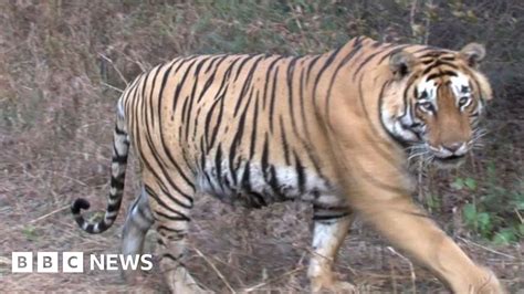 On the trail of Indian 'man-eating tiger' Ustad - BBC News