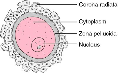 egg | PMG Biology