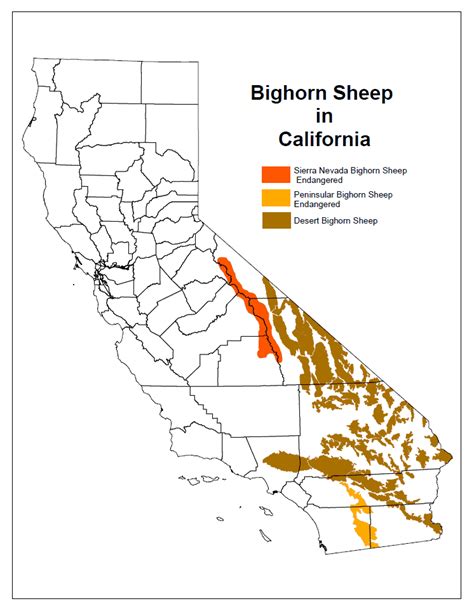 Sierra Nevada Bighorn Sheep Recovery Program