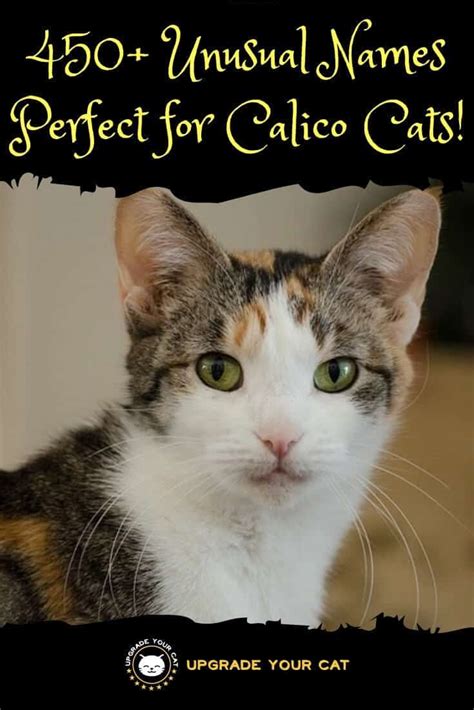 450+ Unusual Calico Cat Names!