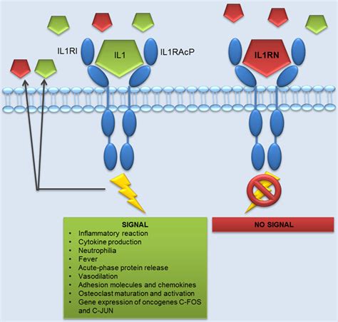 IL1RN (interleukin 1 receptor antagonist)