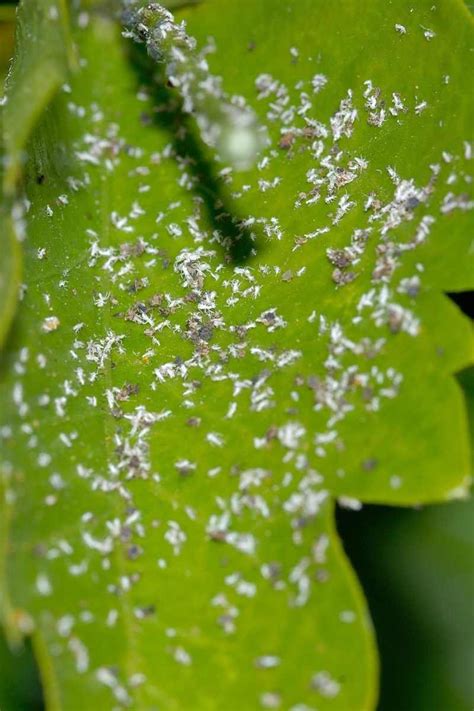 How to Naturally Get Rid of Aphids on Tomatoes — Gardening, Herbs, Plants, and Product Reviews