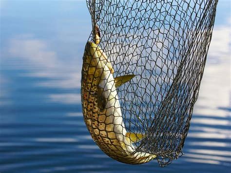 Nylon Fish Netting for Catching Fish in Sea, Pond, Lake and Seashore