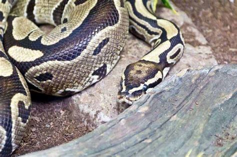 Reticulated Pythons as Pets: A Complete Guide with Pictures - Embora Pets