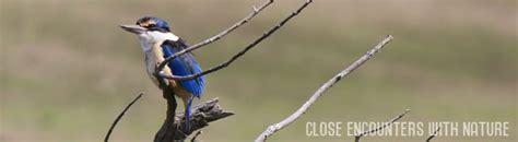 Kingfishers (Coraciiformes) : Elm Wildlife Tours - Otago Peninsula, Dunedin, New Zealand