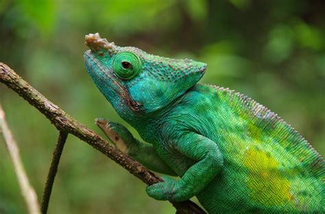 11 new chameleon species discovered in Madagascar | LifeGate