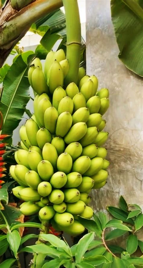 How to Grow Bananas: Ultimate Guide to Banana Cultivation and Care