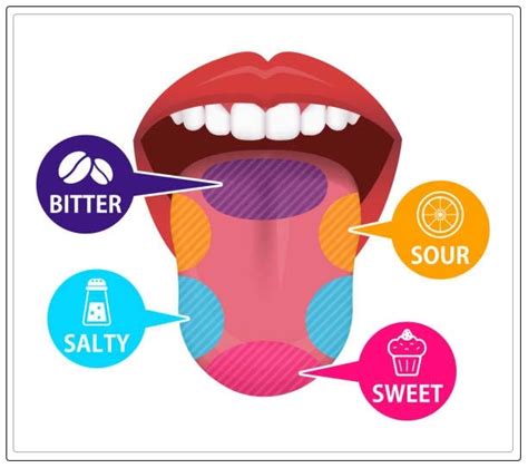 Taste Buds: Anatomy, Changes, and Treating Them - Dentist Ahmed