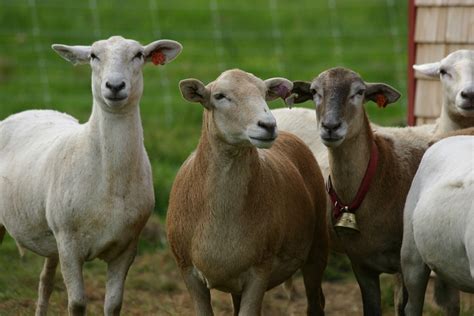 Katahdin – National Breeding Center (Belize)