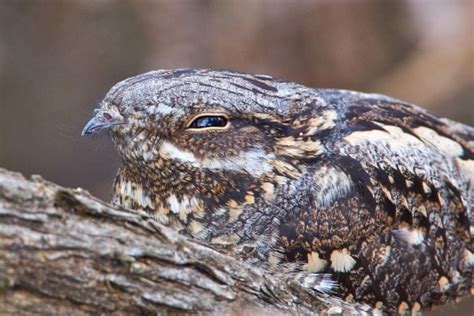 European Nightjar has successfully bred on National Trust land - BirdGuides