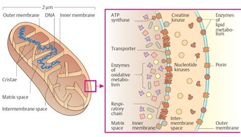 Mitochondria Parts And Functions