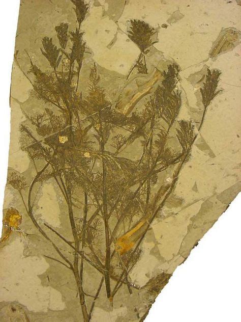 Archaefructus, found in Liaoning Province, China, is the oldest known flowering plant at 125 ...