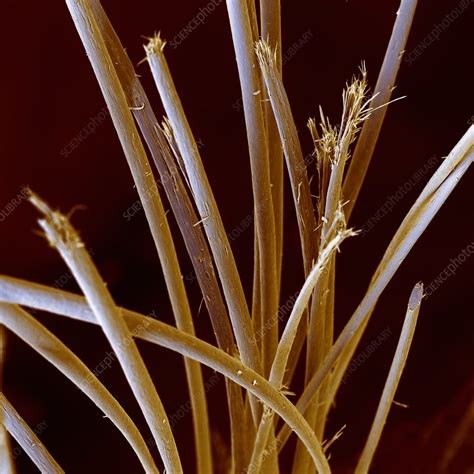 Coloured SEM of human hair with split ends - Stock Image - P720/0176 - Science Photo Library