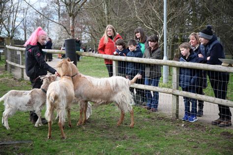 Visitors meet goats at Reaseheath Mini Zoo - Reaseheath College