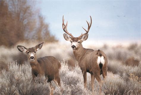 Rocky Mountain mule deer doe and buck | CDFW file photo. | California Department of Fish and ...