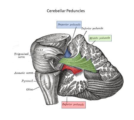 What is the function of the middle cerebellar peduncles? a) they ...