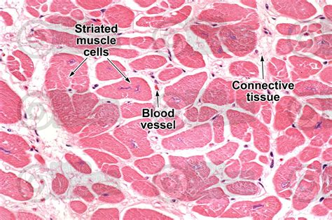 Mammal. Cardiac muscle. Transverse section. 250X - Mammals - Mammals - Circulatory system ...