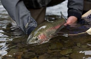 Region A - Sebago Lake Region: Places to Fish: Maine Fishing Guide ...