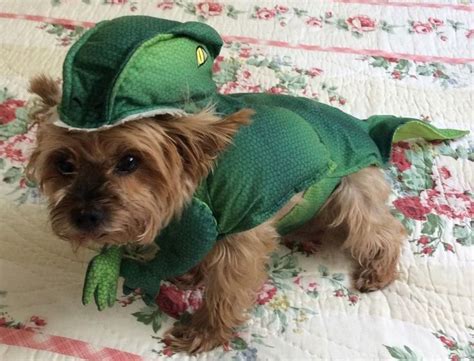 Dog Pet Halloween Dinosaur Godzilla Costume Sz Med Fits 7 - 12 lbs Green Padded #petHalloween # ...